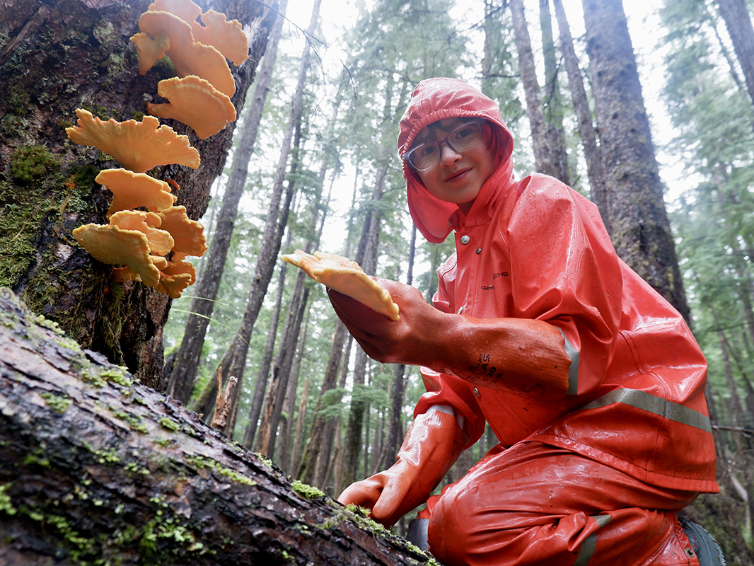 A young person wearing bright orange rain gear perches on a log while holding a scalloped yellow chicken of the woods fungi.