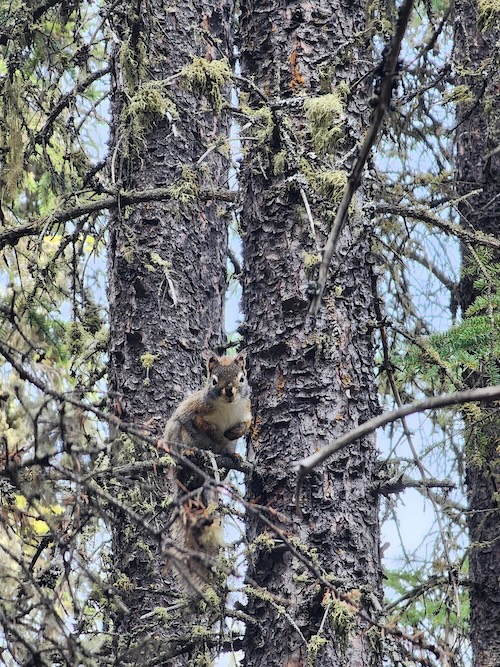 A squirrel sits on the branch of a spruce tree.