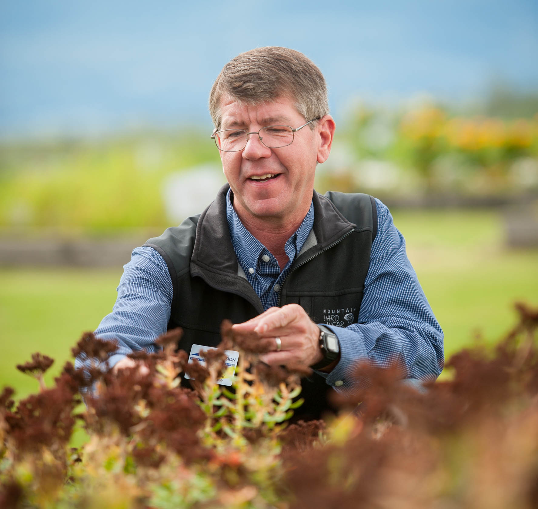 A man with a blue shirt and vest looks at a rhodiola plant