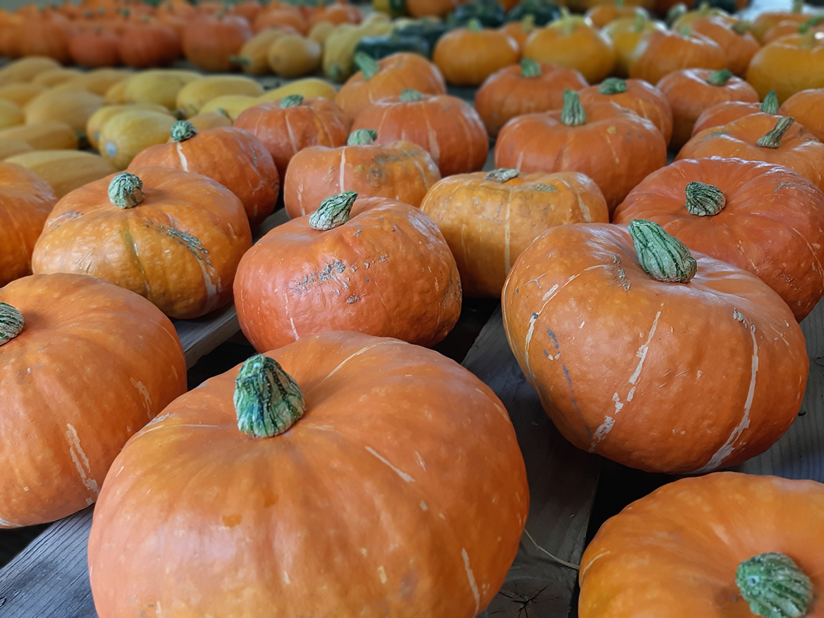 Several round orange squash are laid out on a table with other squash varieties in the background.