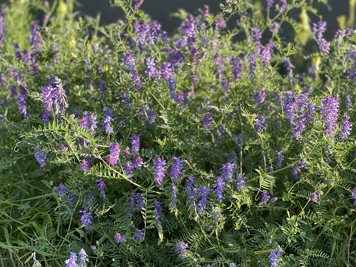 A tangle of vining green weeds with purple flowers