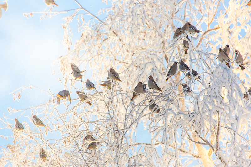 A flock of colorful birds perch in a frosty birch tree