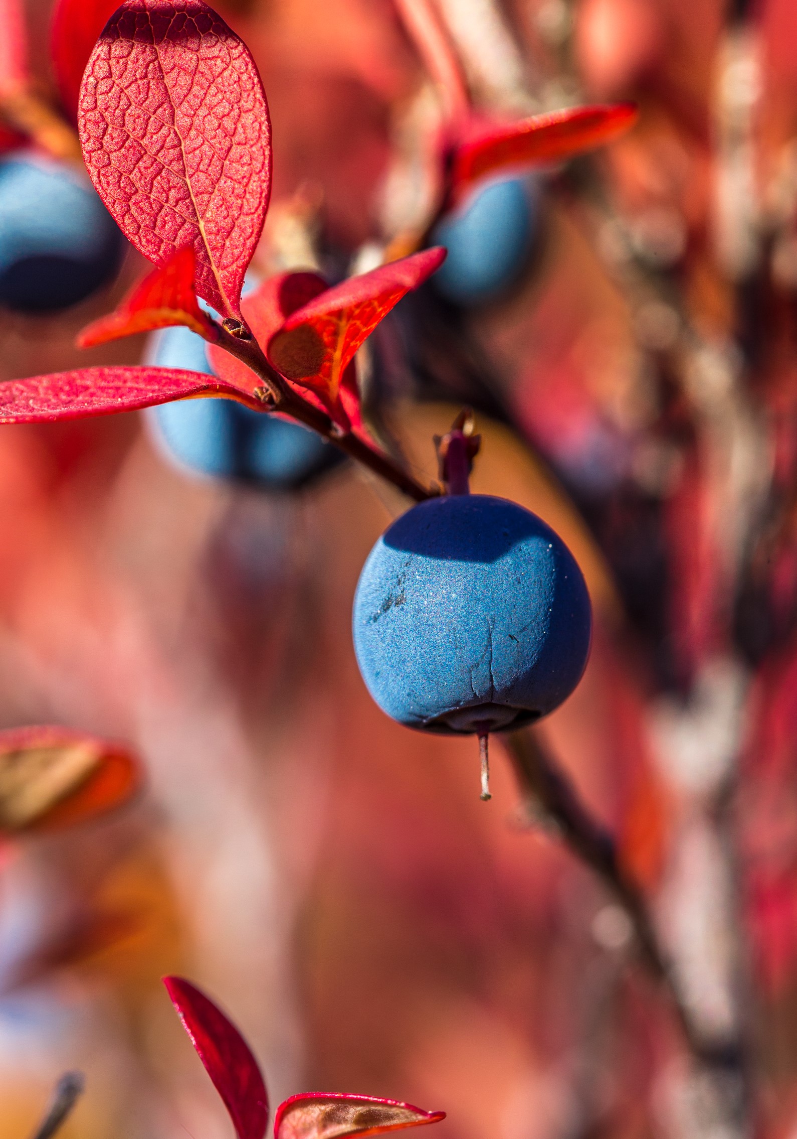 wild Alaska blueberry