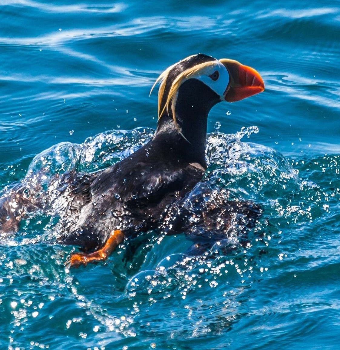 Swimming puffin