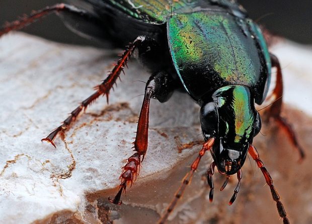Close up image of a beetle