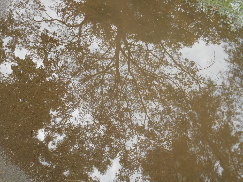 Canopy of trees as viewed through a puddle by Michael Weidman