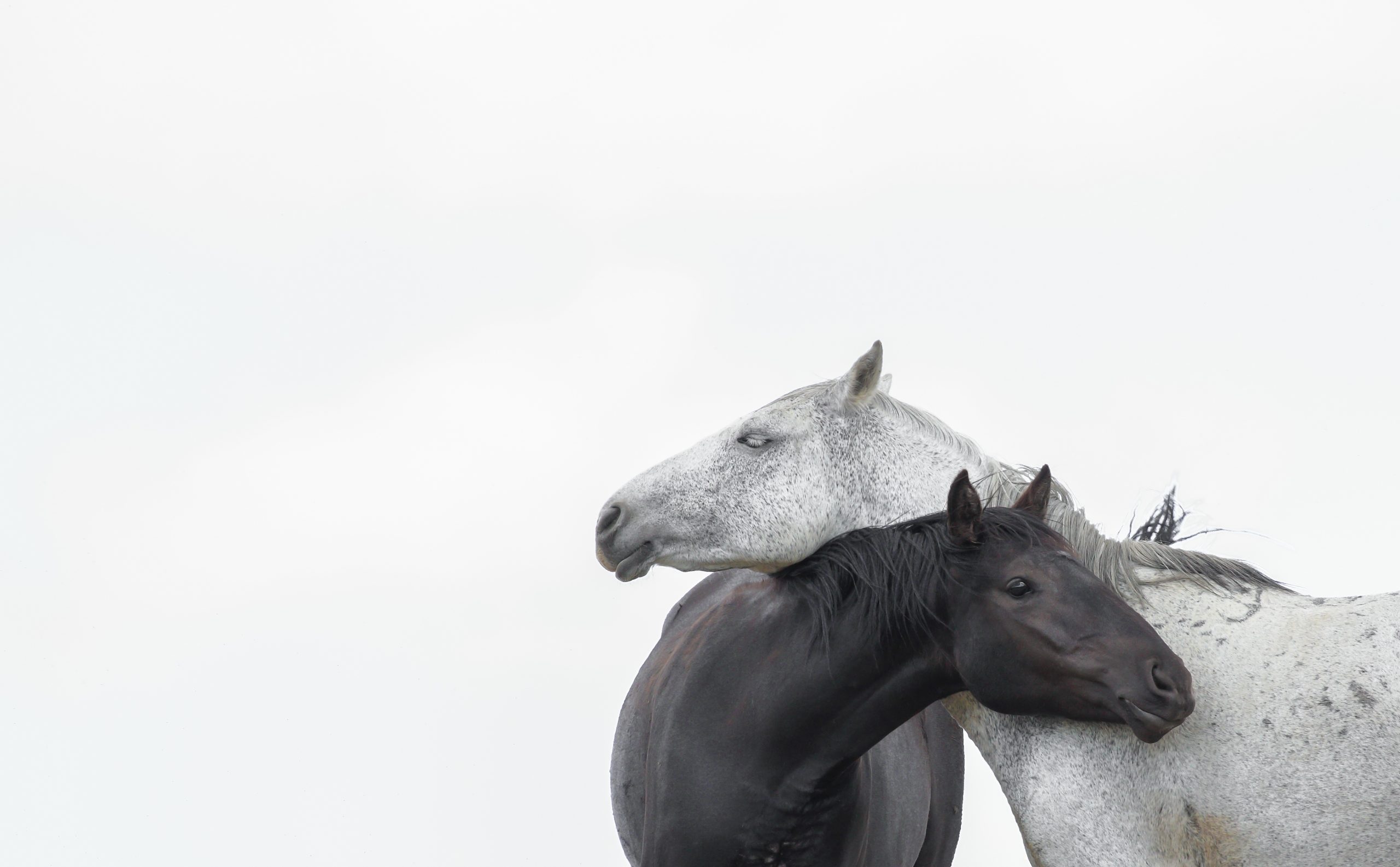 Two horses on an overcast day by Chad Hanson