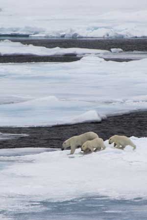 Polar bear and two cubs walking across ice near the sea