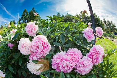 Blooming peonies at the UAF Georgeson Botanical Garden