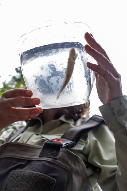 A UAF master's student in Biology with the Alaska Cooperative Fisheries and Wildlife Research Unit and Institute of Arctic Biology checks fish traps and bank levels in Cripple Creek as part of the Interior Alaska Land Trust salmon habitat restoration effort in the waterway.