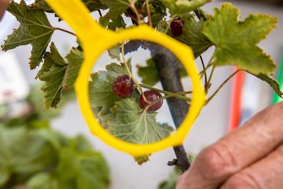 Close-up view of a red currant from one of the booths at the Far North Currant Festival at the Georgeson Botanical Garden