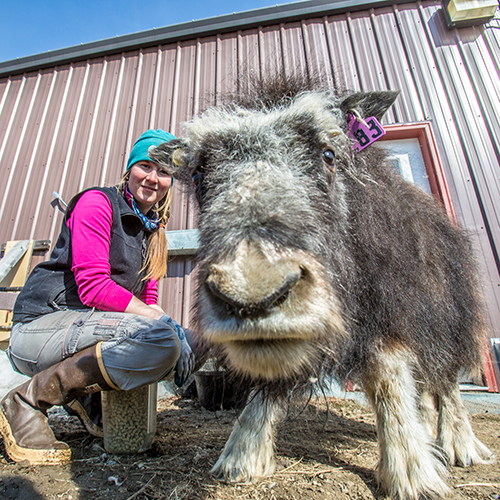 Musk ox with a student