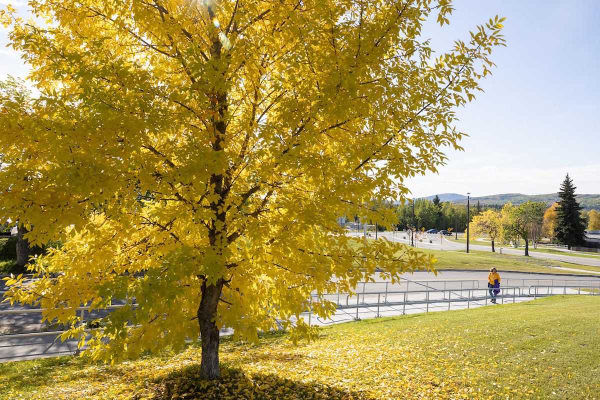 Student walks across the sidewalk at UAF Troth Yeddha' campus in Fairbanks surrounded by fall colors