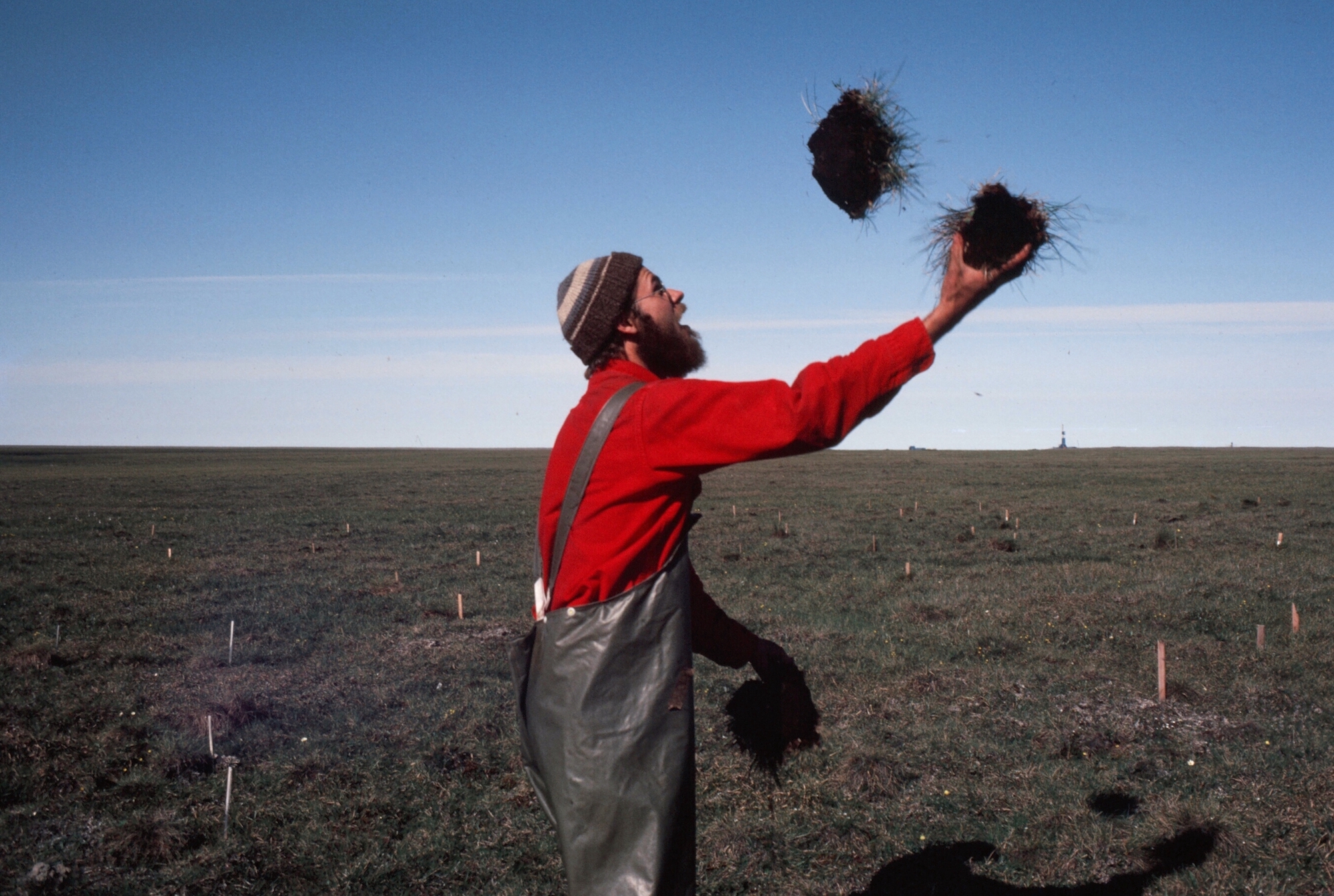 Knut Kielland, a researcher at the University of Alaska Fairbanks, juggles cottongrass while transplanting tussocks