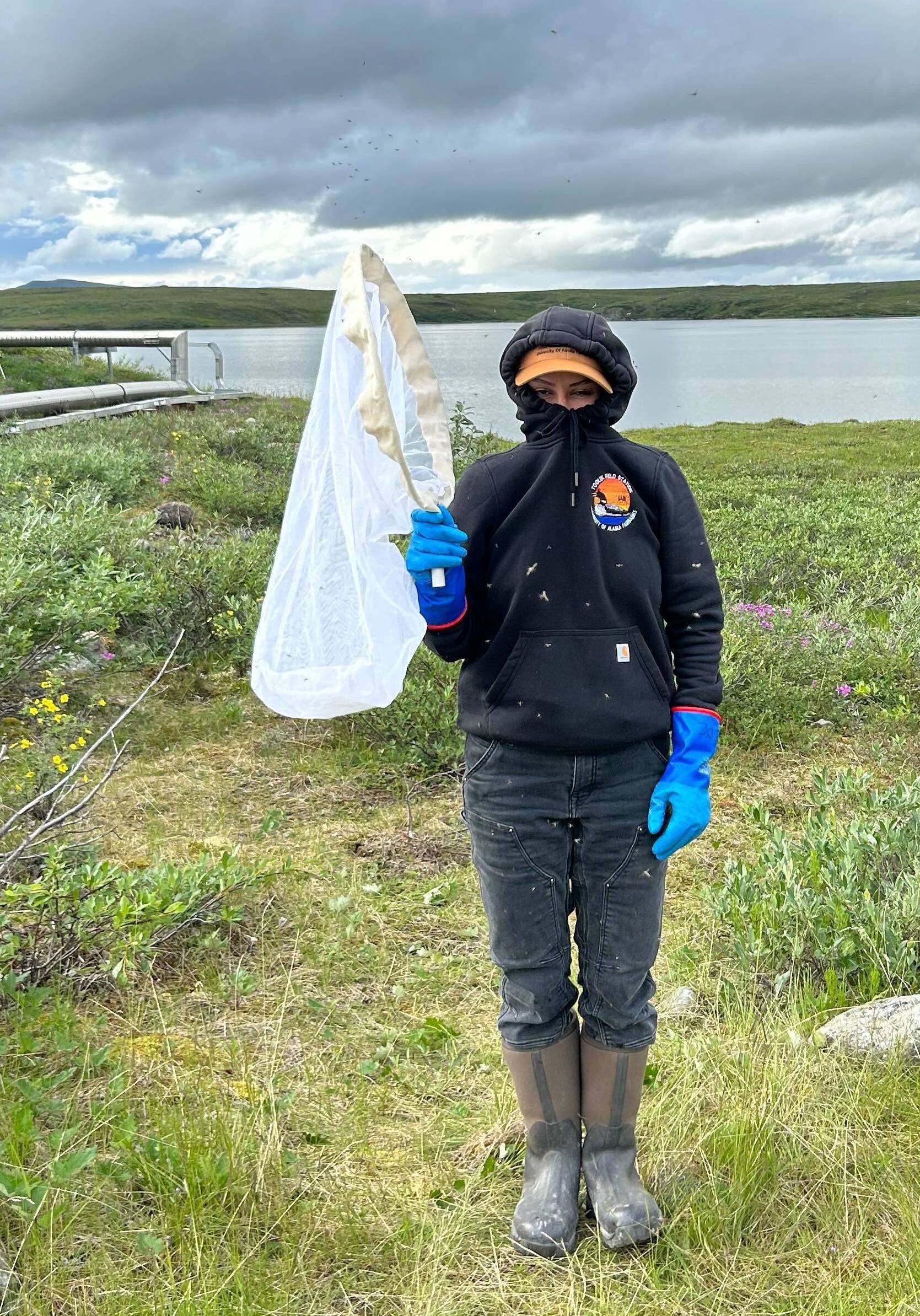 Photo by Toolik Field Station
Year-round technician and mosquito maven Mayra Meléndez González prepares to collect mosquitos near Toolik Field Station in 2023.