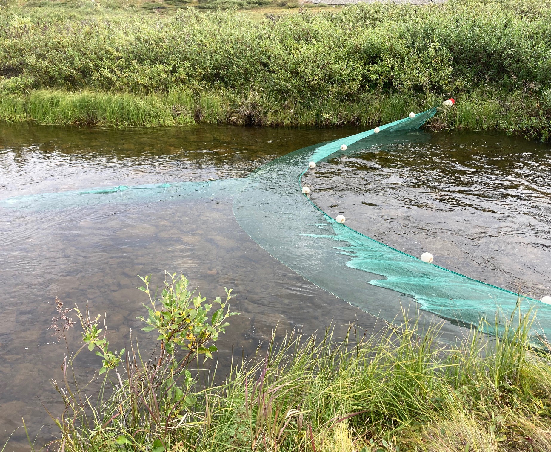 a green set net placed in a stream