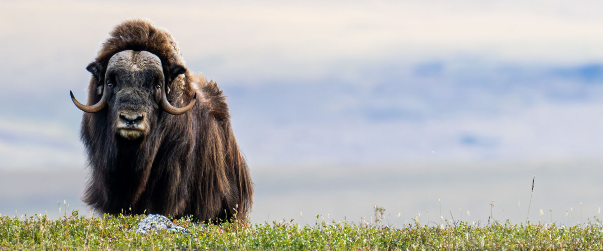A muskox makes a rare visit to Toolik Field Station in August 2024.