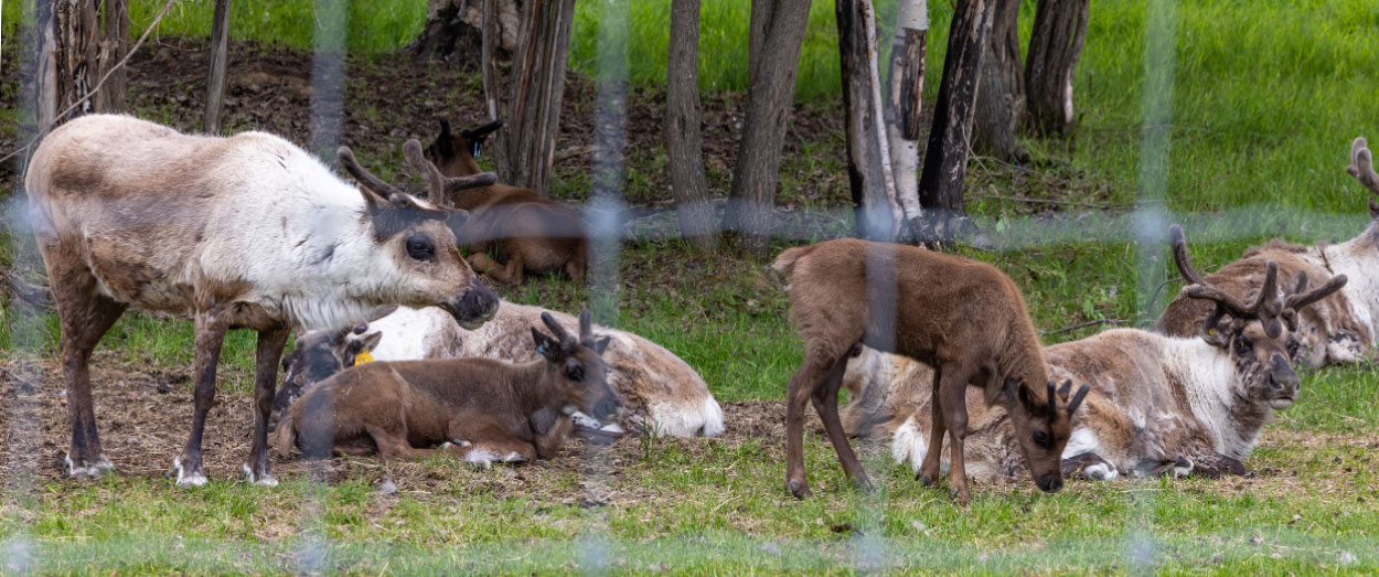 Reindeer at the Large Animal Research Station