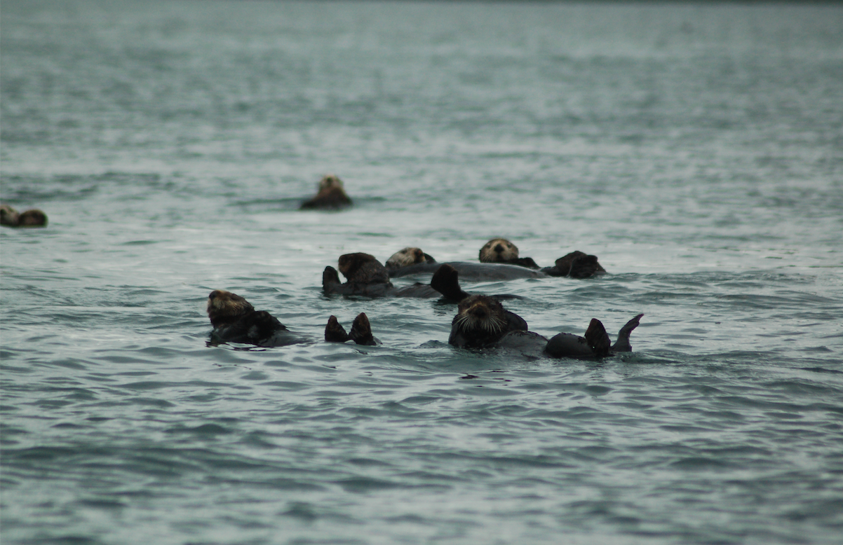 A raft of sea otters resting in Kachemak Bay.
