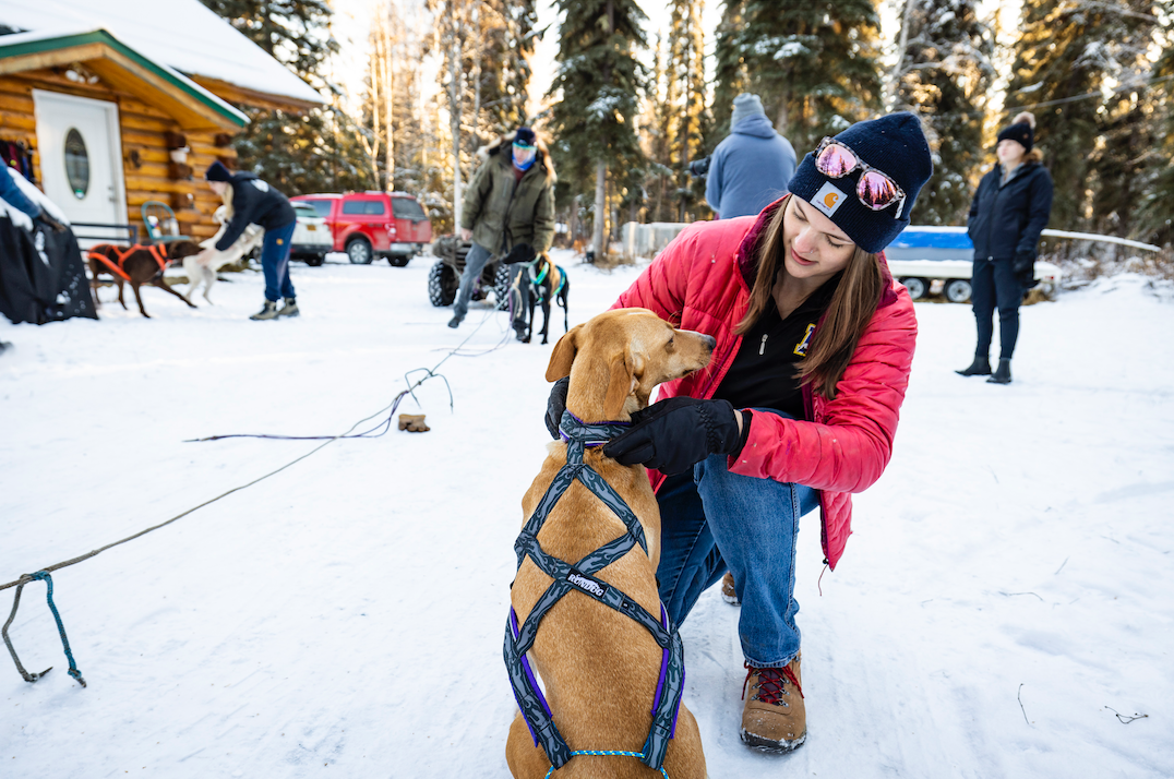 Student in a red coat kneeling next to a sled dog in a harness.