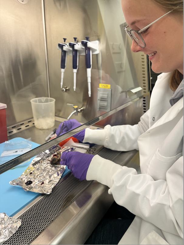 Dorothy working with samples in a fume hood