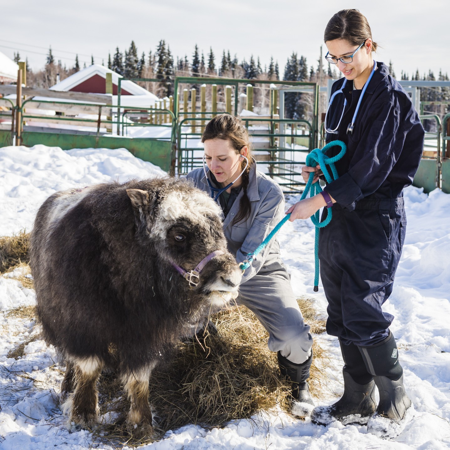Muskox Physical Exam Muskox Physical Exam