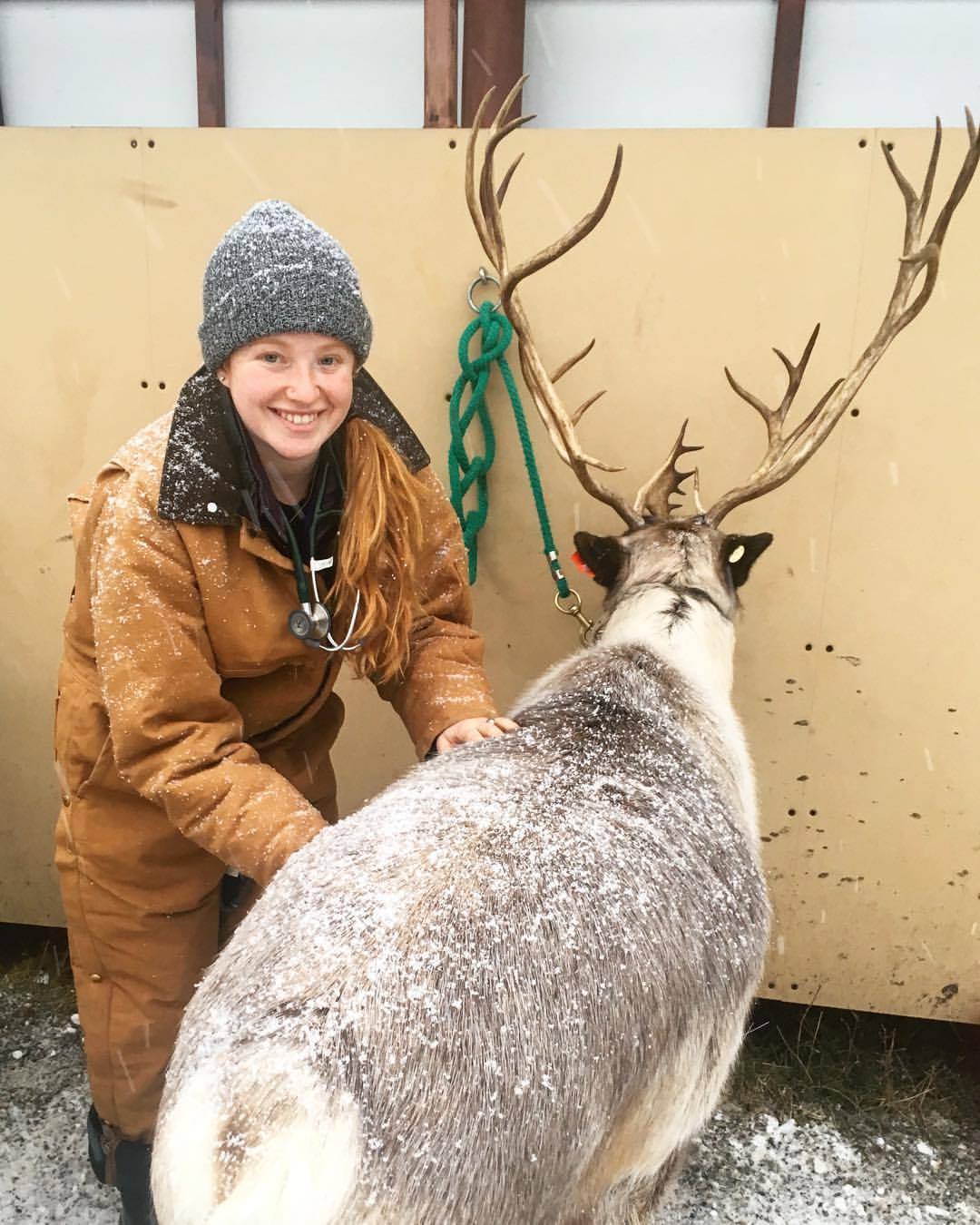 Ellis Reindeer