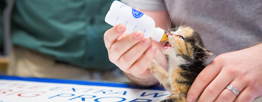 Student bottle feeding a kitten