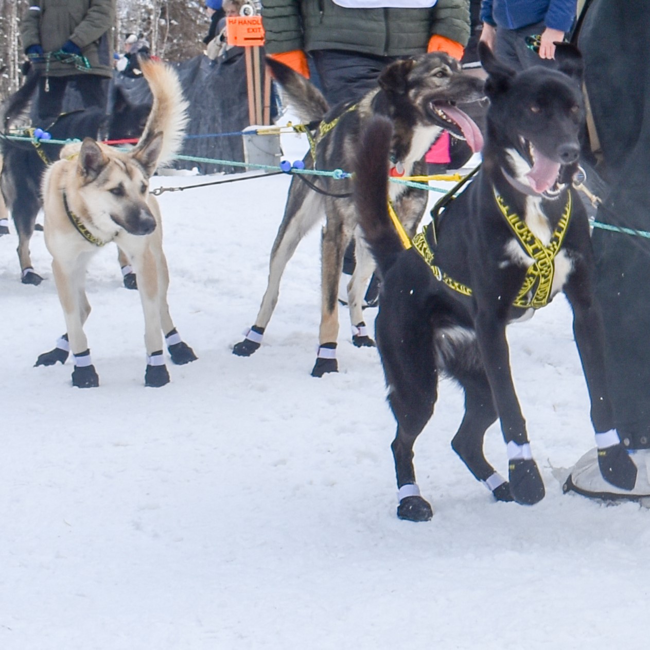 Sled Dogs - by Maren Johnson